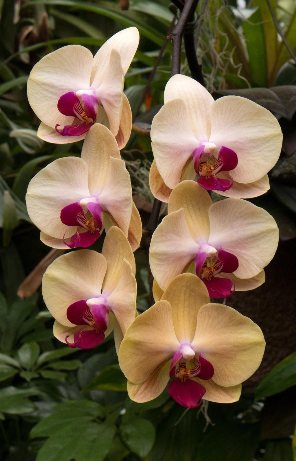 Free Image of Moth Orchid Flowers in Pale Yellow 