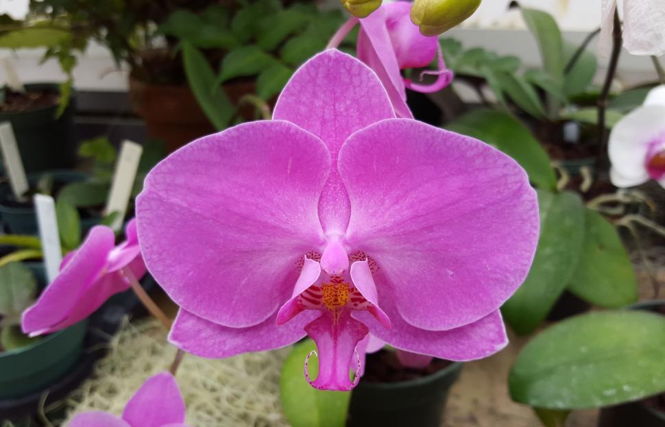 Free Image of Full Bloom, Pink Moth Orchid Flower 