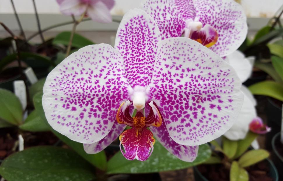 Free Image of Moth Orchid Flower Bloom 