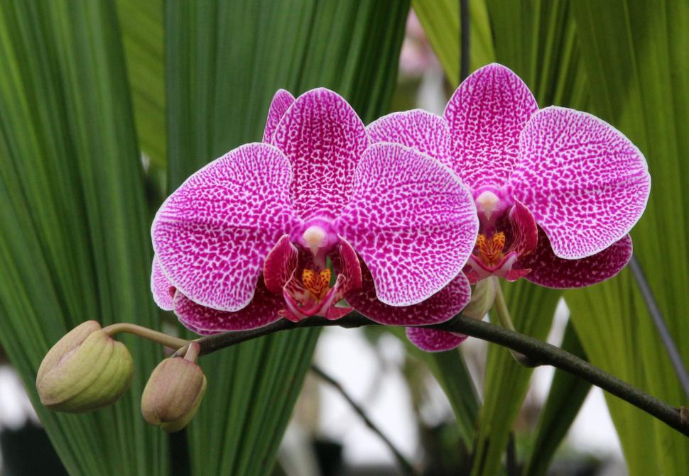 Free Image of Pink Moth Orchid Flowers with Buds 