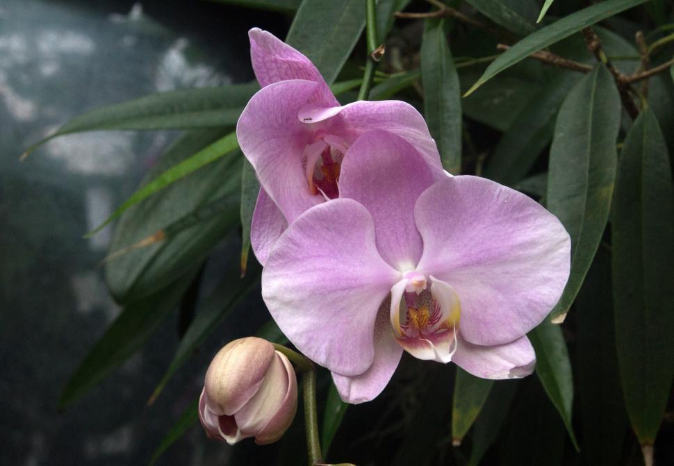 Free Image of Pale Moth Orchid Flowers 