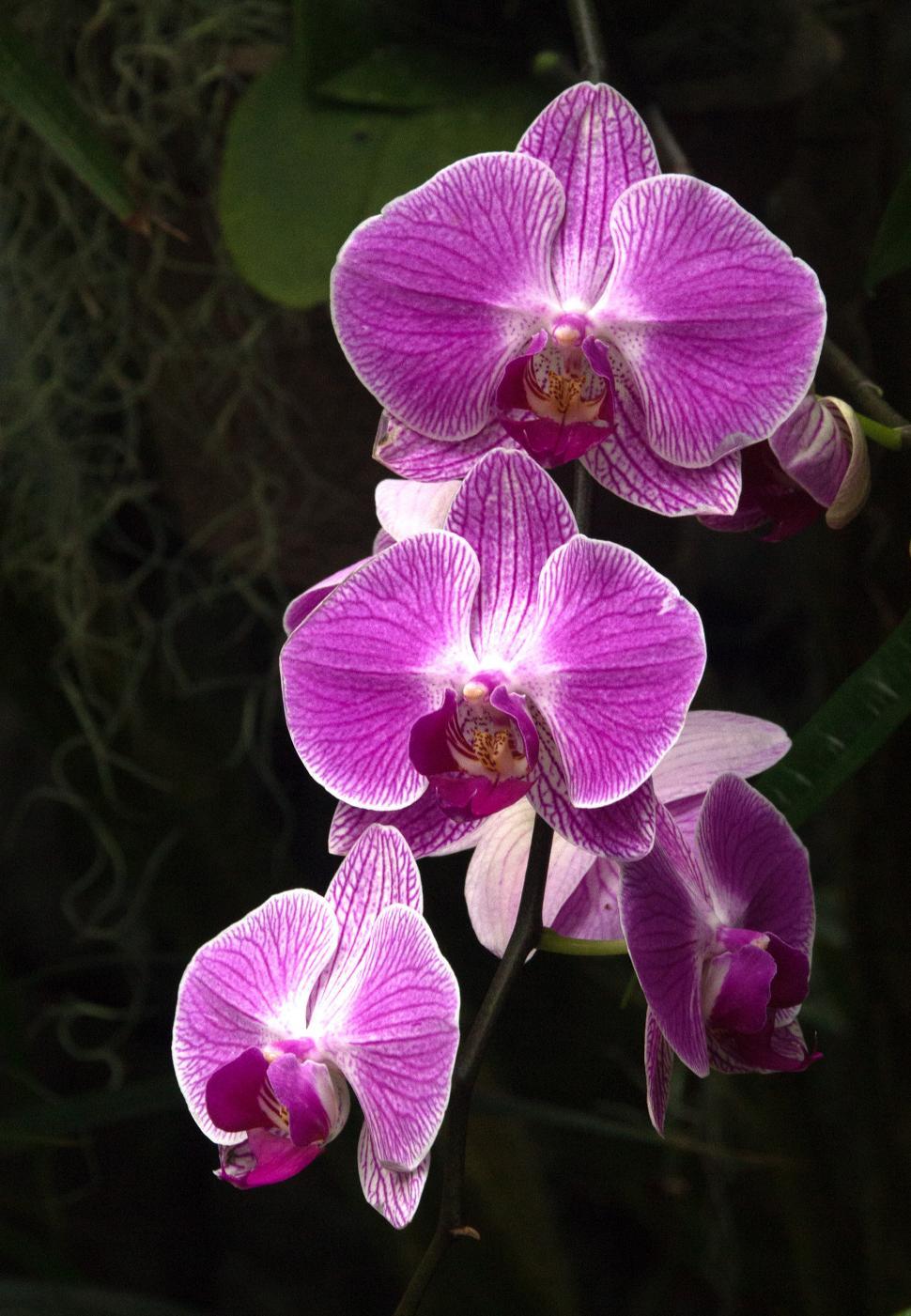 Free Image of Group of Moth Orchid Flower Blooms 