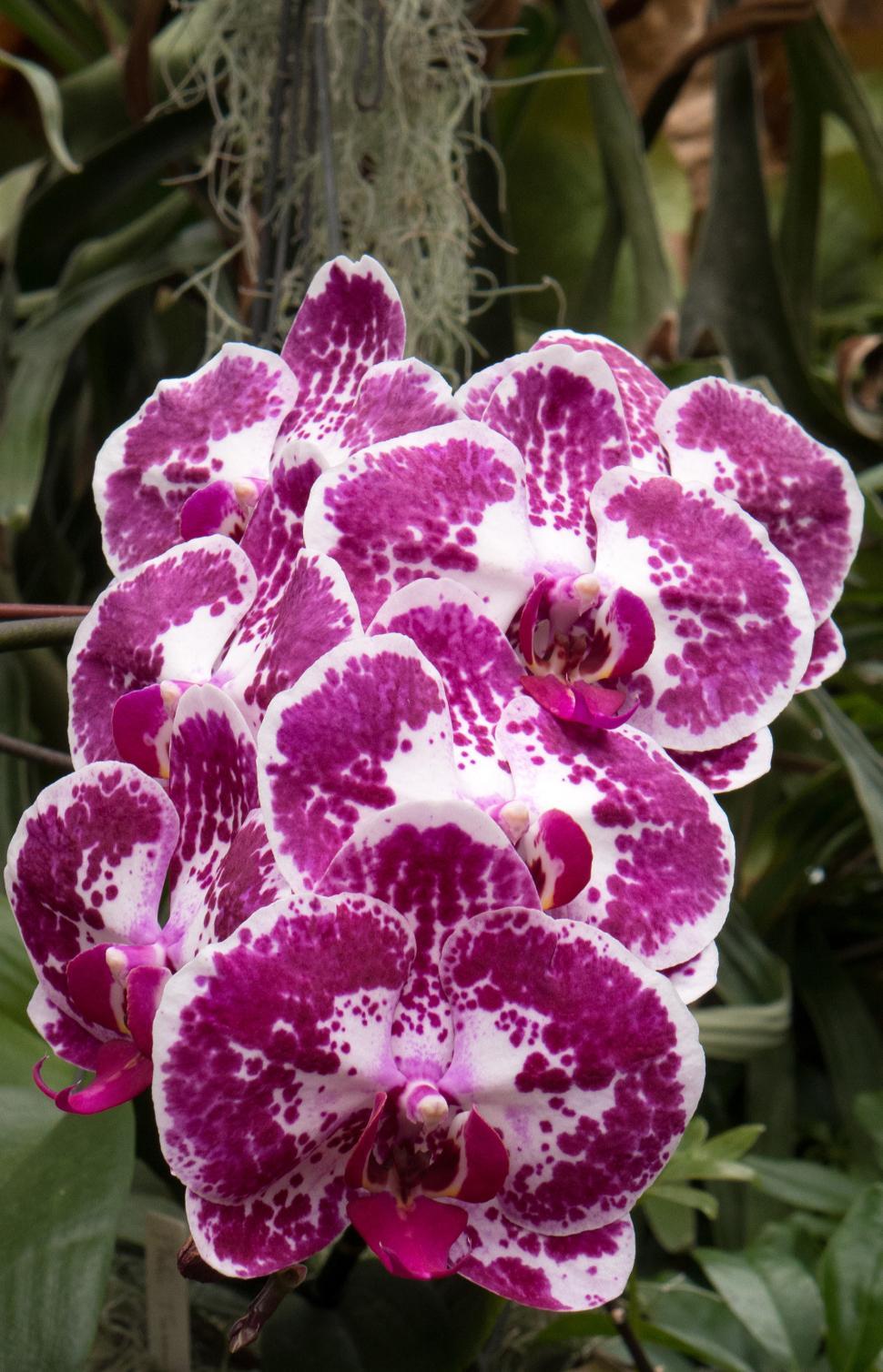 Free Image of Cluster of Maroon Moth Orchid Flowers 