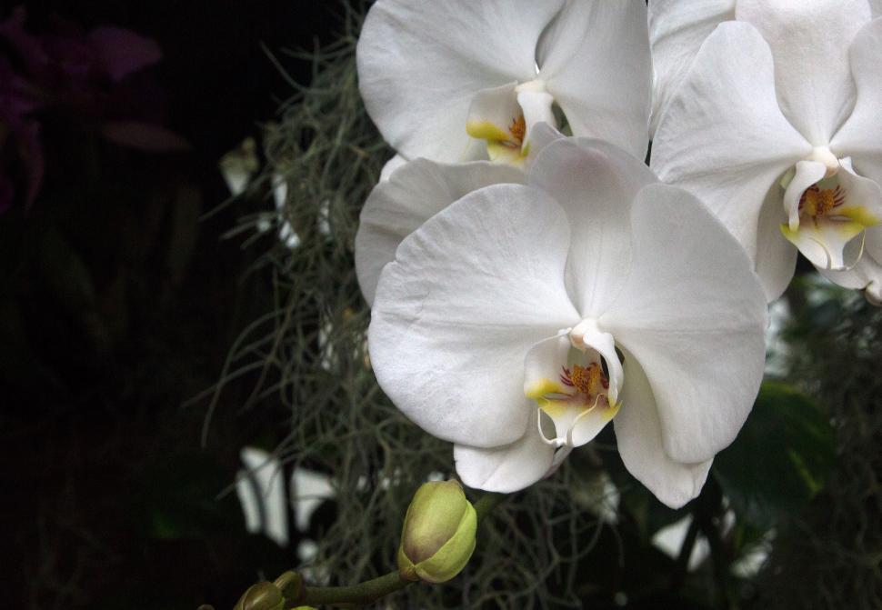 Free Image of Moth Orchid White Flowers 
