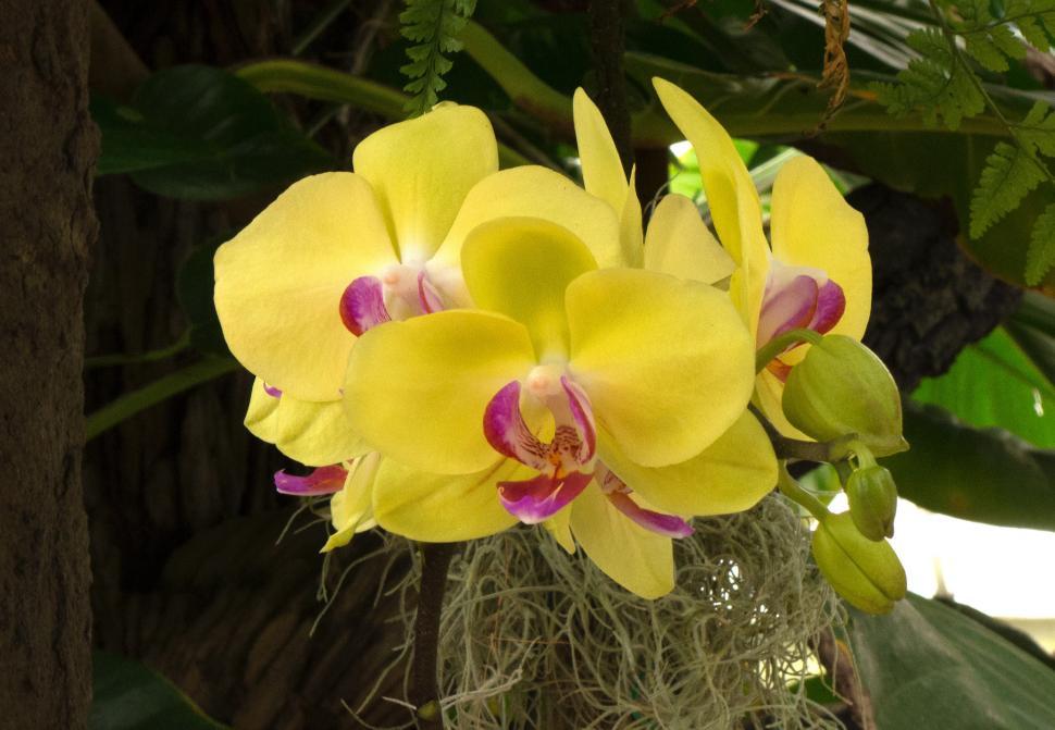 Free Image of Moth Orchid Flowers - Yellow Cluster 