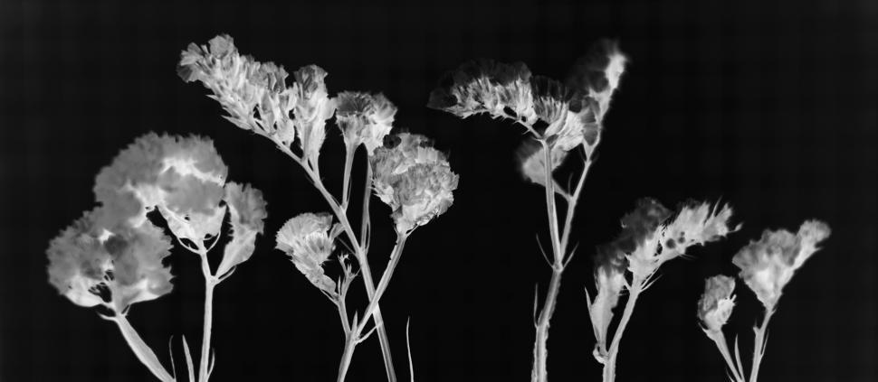 Free Image of Black and white photo of flowers 
