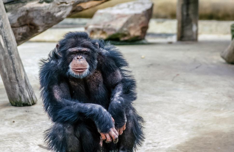 Free Image of Furry Chimpanzee 