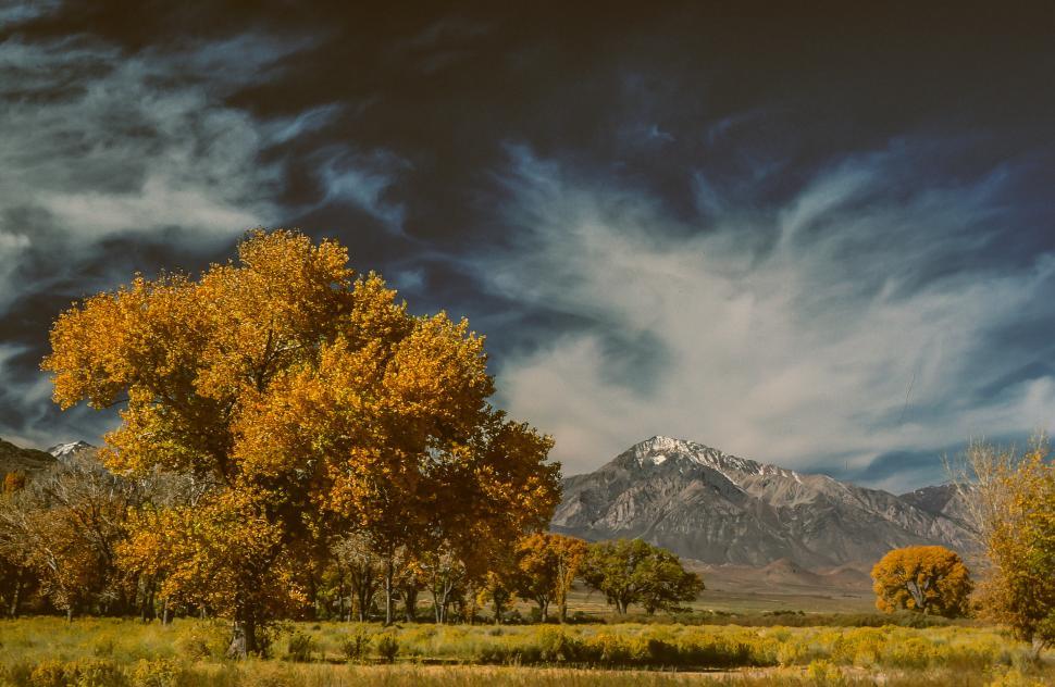 Free Image of Cottonwood trees in autumn 
