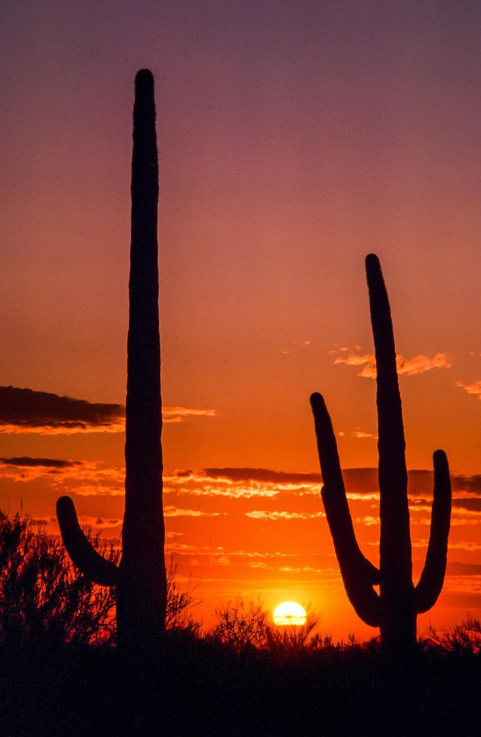 Free Image of Saguaro Cactus and sunset in Arizona 