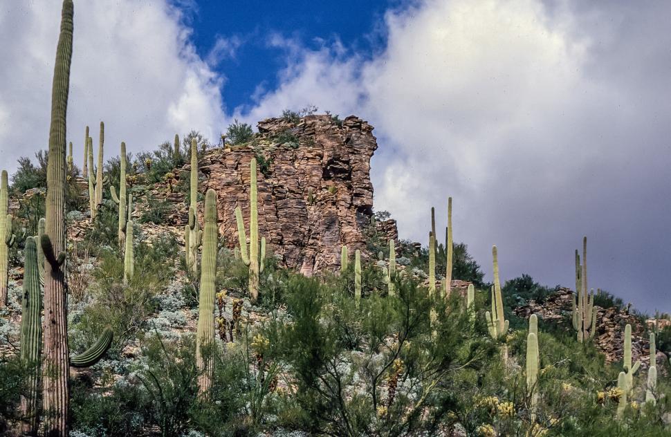 Free Image of Saguaro Cactus on mountain 