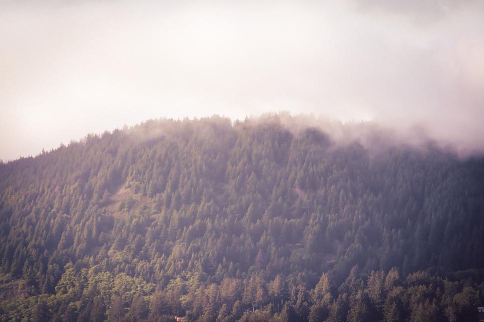 Free Image of Trees on a foggy mountain in Oregon 