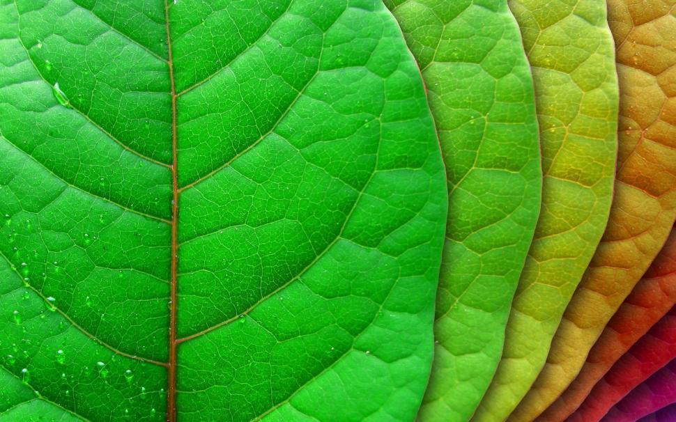 Free Image of green tree leaf 