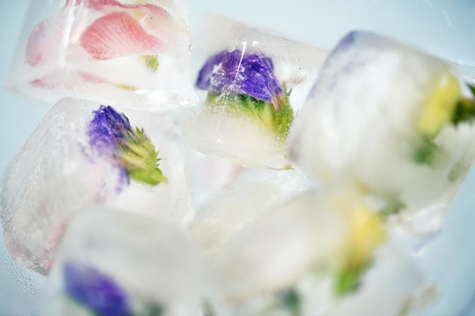 Free Image of Edible flower ice cubes 