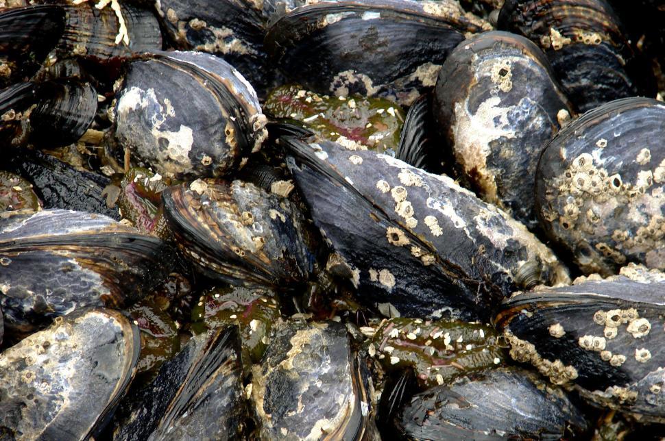 Free Image of A Large Pile of Mussels Stacked Together 
