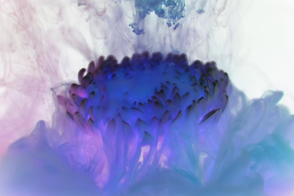 Free Image of Inverted color image of a chrysanthemum flower with ink clouds 