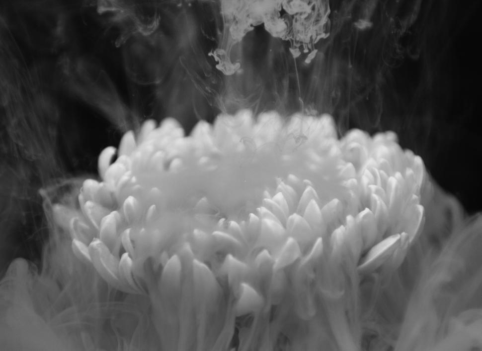 Free Image of Close up of a chrysanthemum flower with ink clouds in black and white 