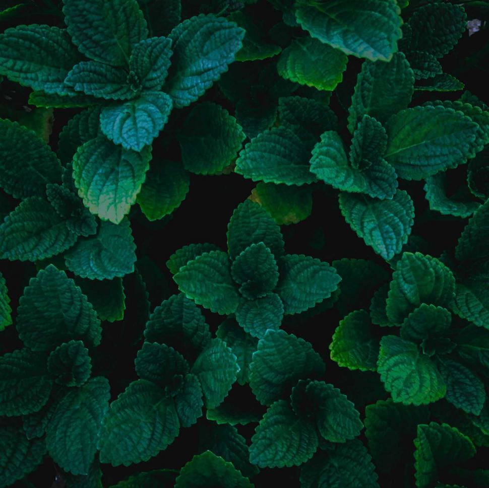 Download Free Stock Photo of Dark green  leafs  