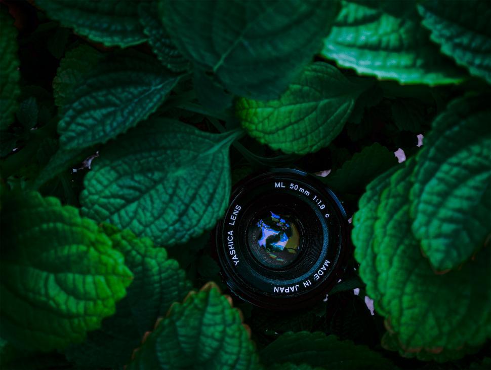 Free Image of lens within the leafs  