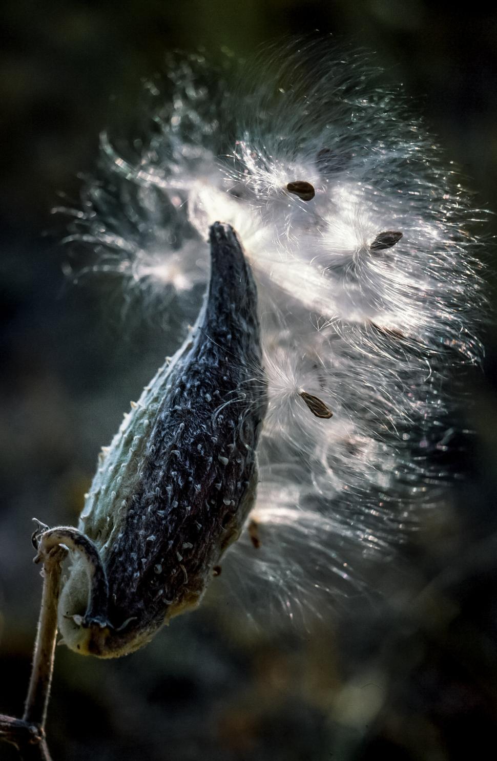 Free Image of Seeds bursting from milkweed pods 
