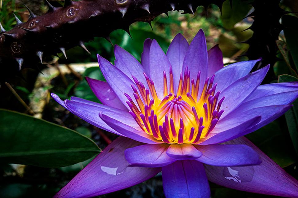 Free Image of Lotus  
