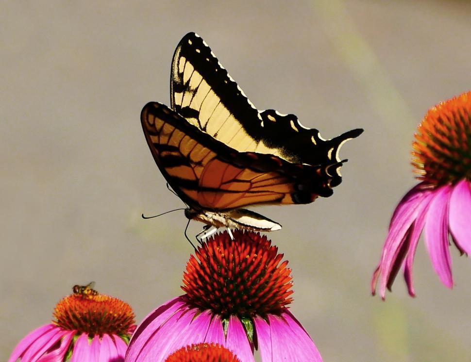 Free Image of Swallowtail Butterfly On Pink Coneflower 