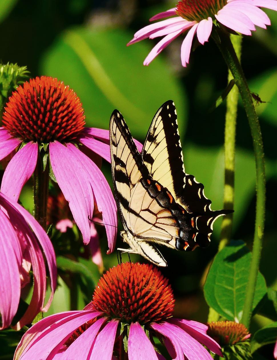 Free Image of Swallowtail Butterfly And Pink Coneflowers 