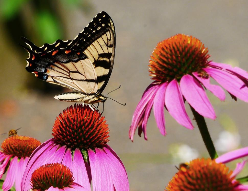 Free Image of Swallowtail Butterfly And Pink Coneflowers 