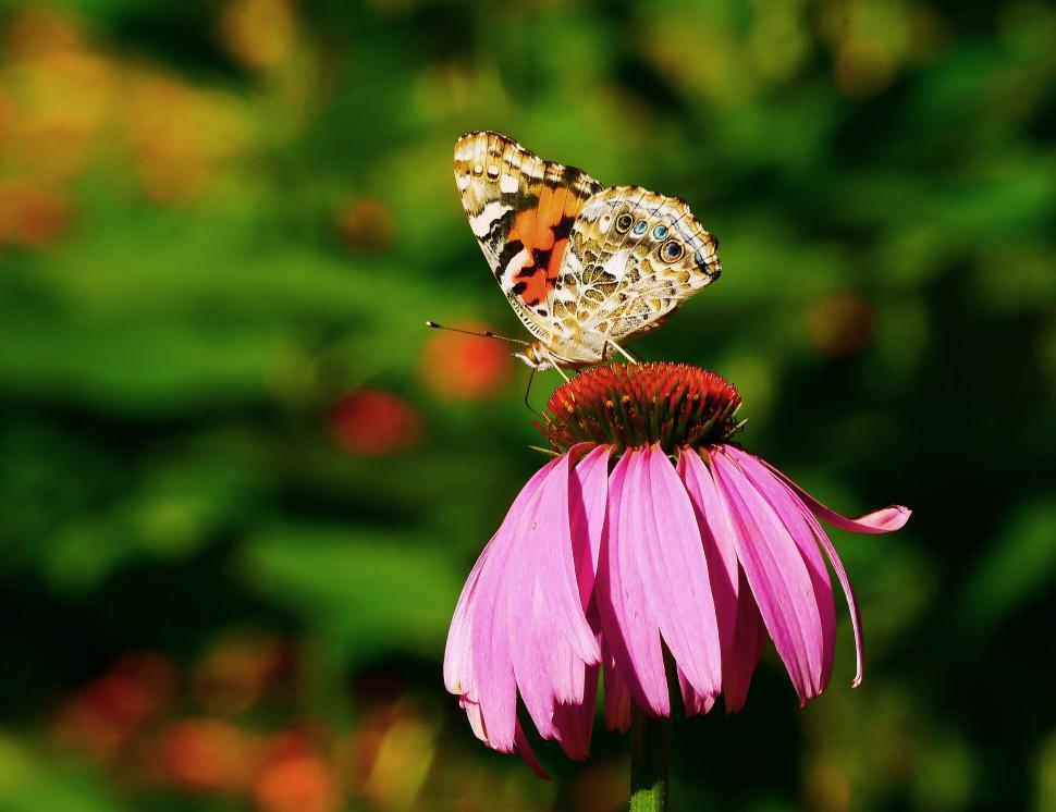 Free Image of Skipper Butterfly On Coneflower 