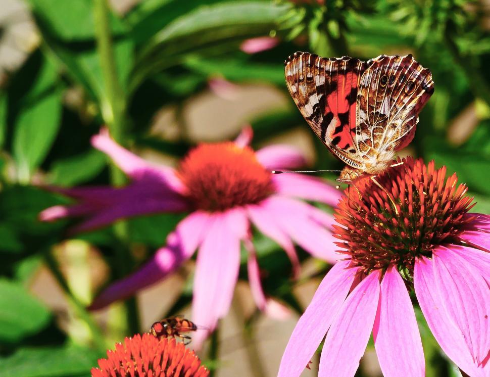 Free Image of Skipper Butterfly Amoungst Coneflower 