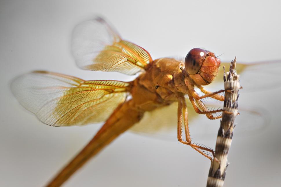 Free Image of orange dragonfly perched on reed 