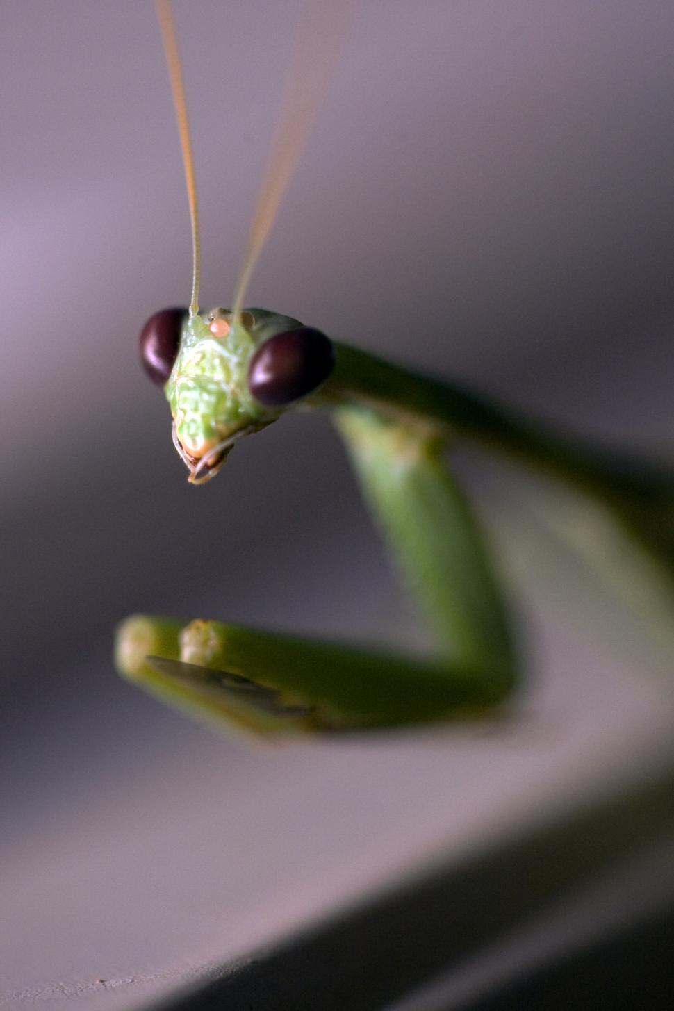 Free Image of praying mantis 