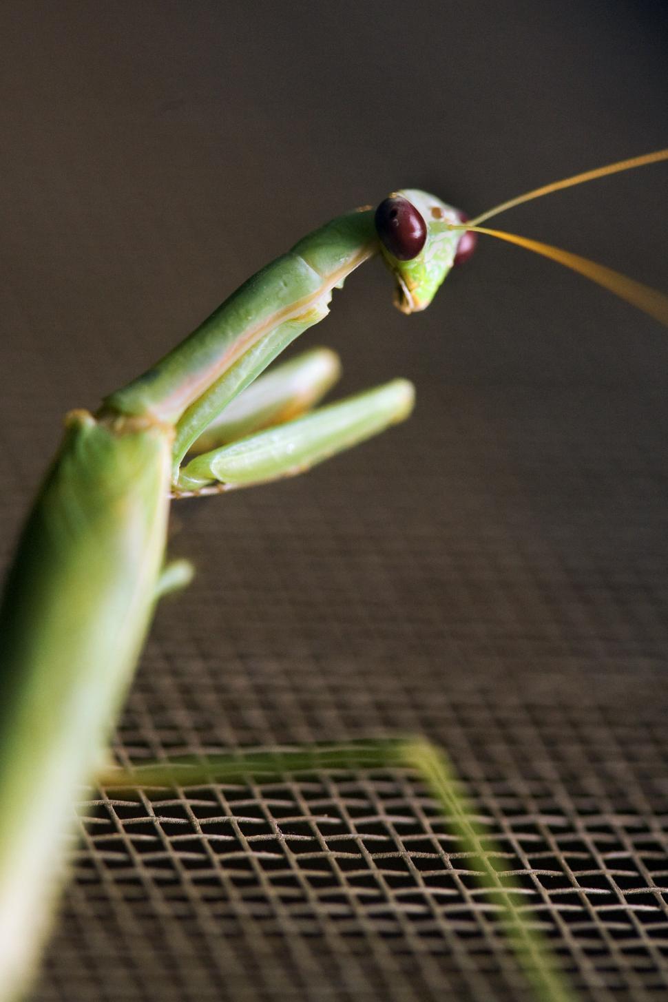 Free Image of mantis sits on window screen 