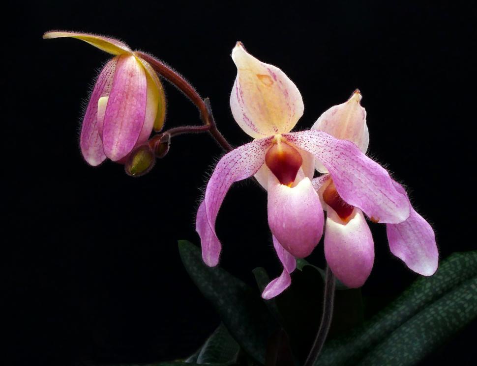 Free Image of Three Paphiopedilum Delenatii Orchid Pink Flowers 