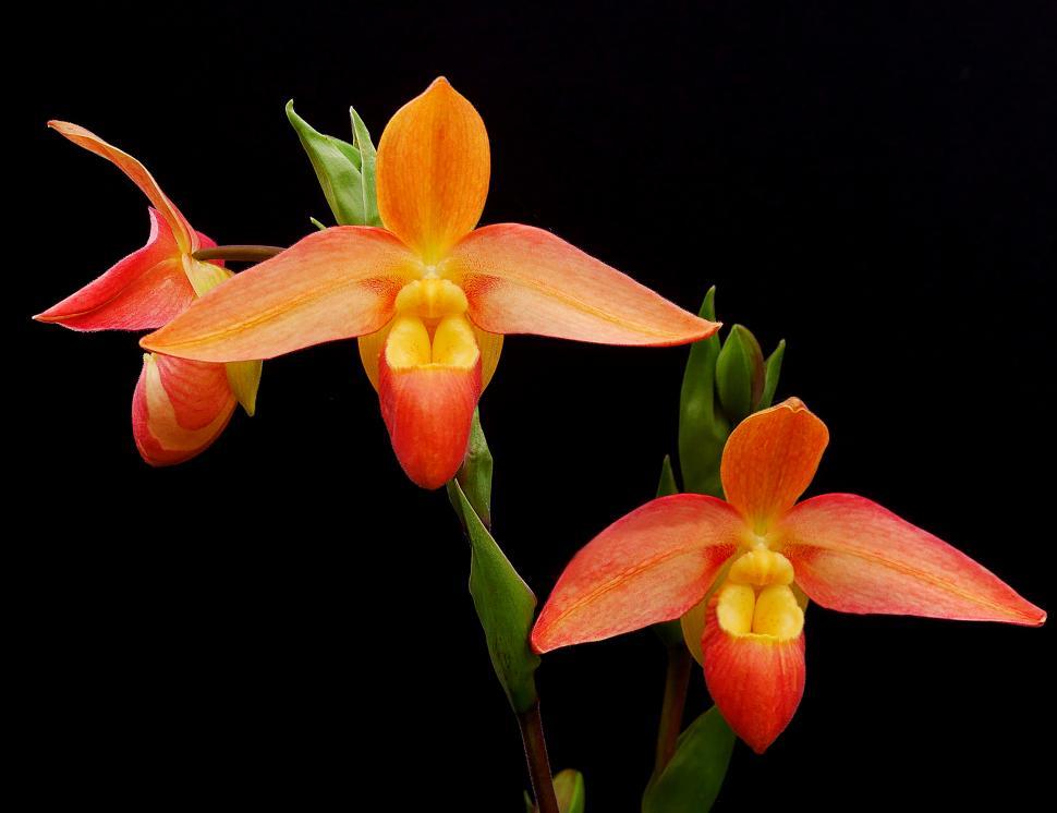 Free Image of Three Red Phragmipedium Orchid Flowers 