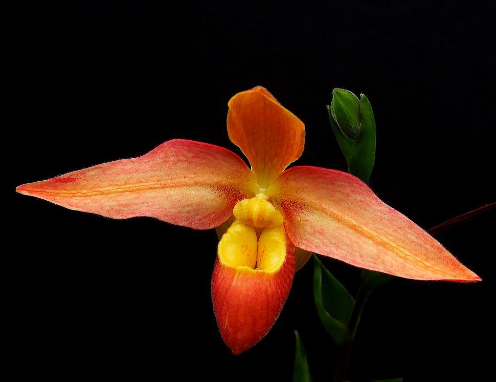 Free Image of Single Red Phragmipedium Orchid Red Bloom 