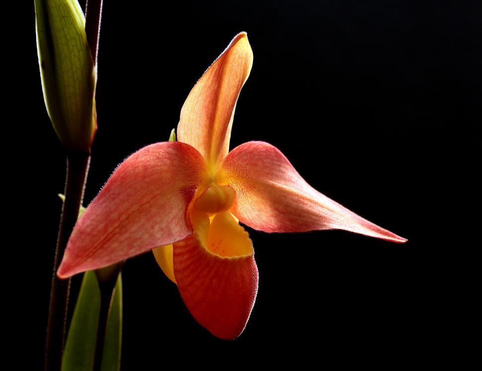 Free Image of Phragmipedium Orchid Flower on Black 