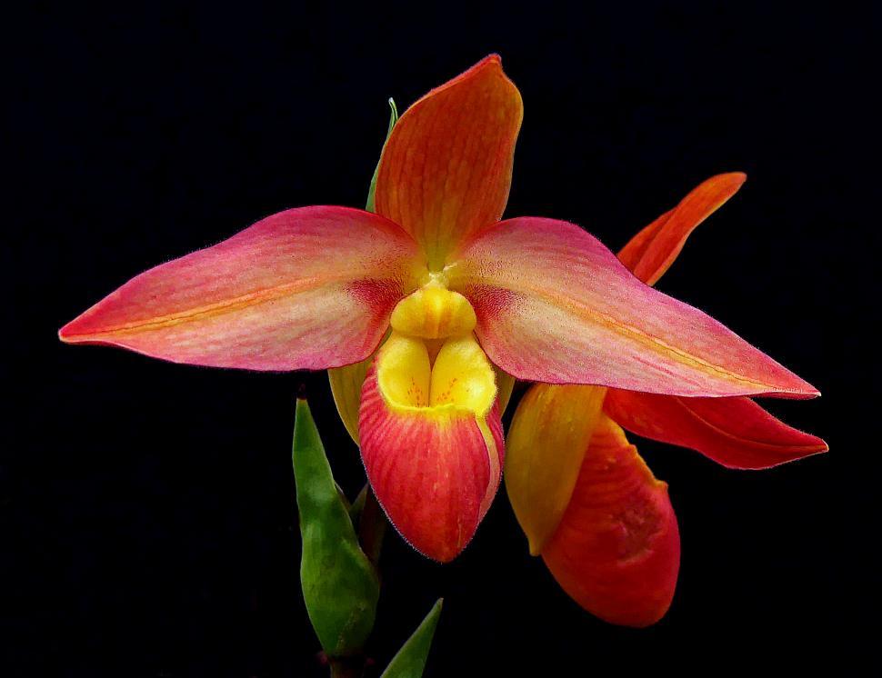 Free Image of Two Red Phragmipedium Orchid Flowers 