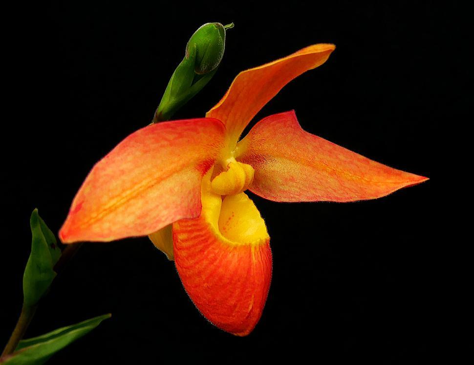 Free Image of Phragmipedium Orchid Red Flower 