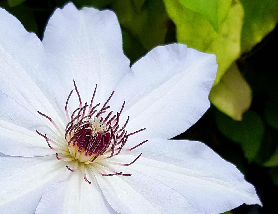 Free Image of White Clematis Flower  