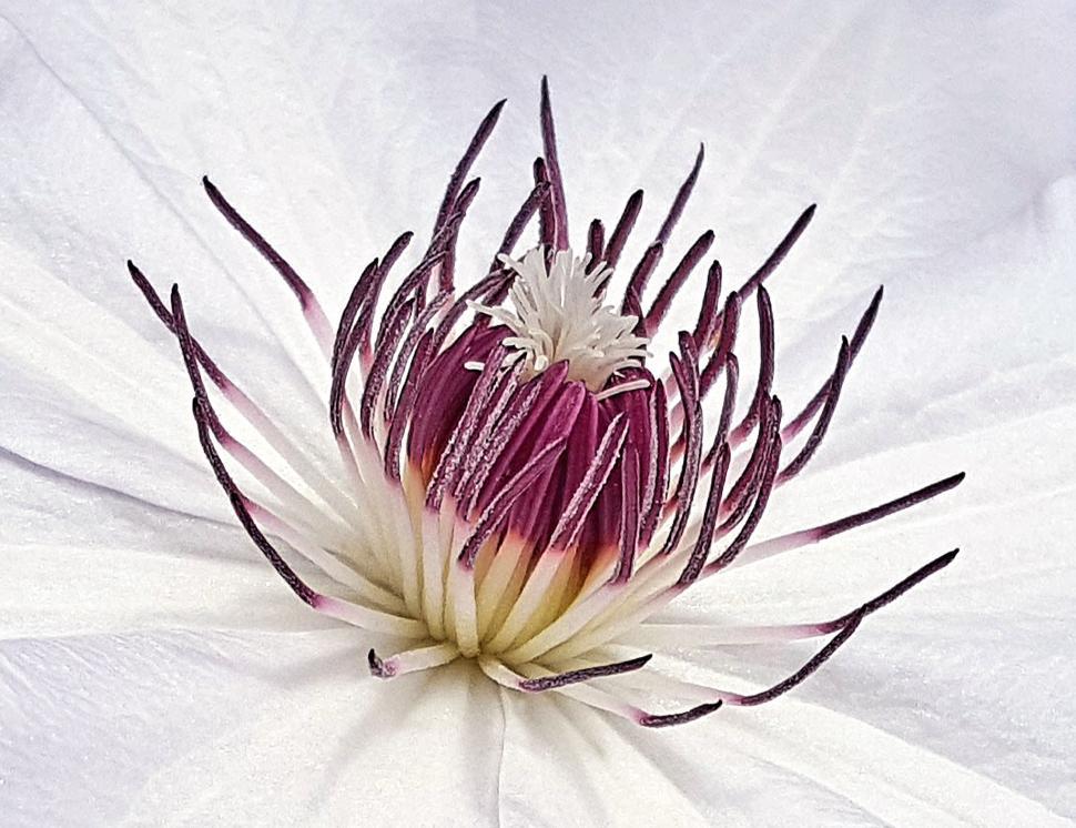 Free Image of White Clematis Flower Staman 