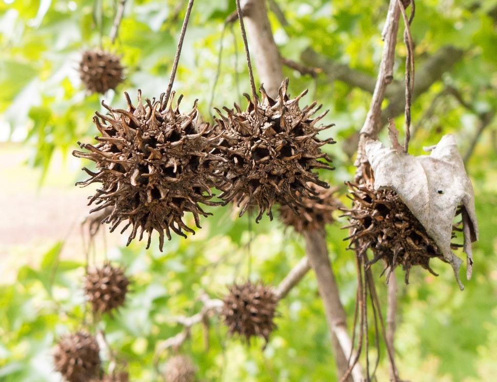 Download Free Stock Photo of Sweet Gum Tree Seed Pods 