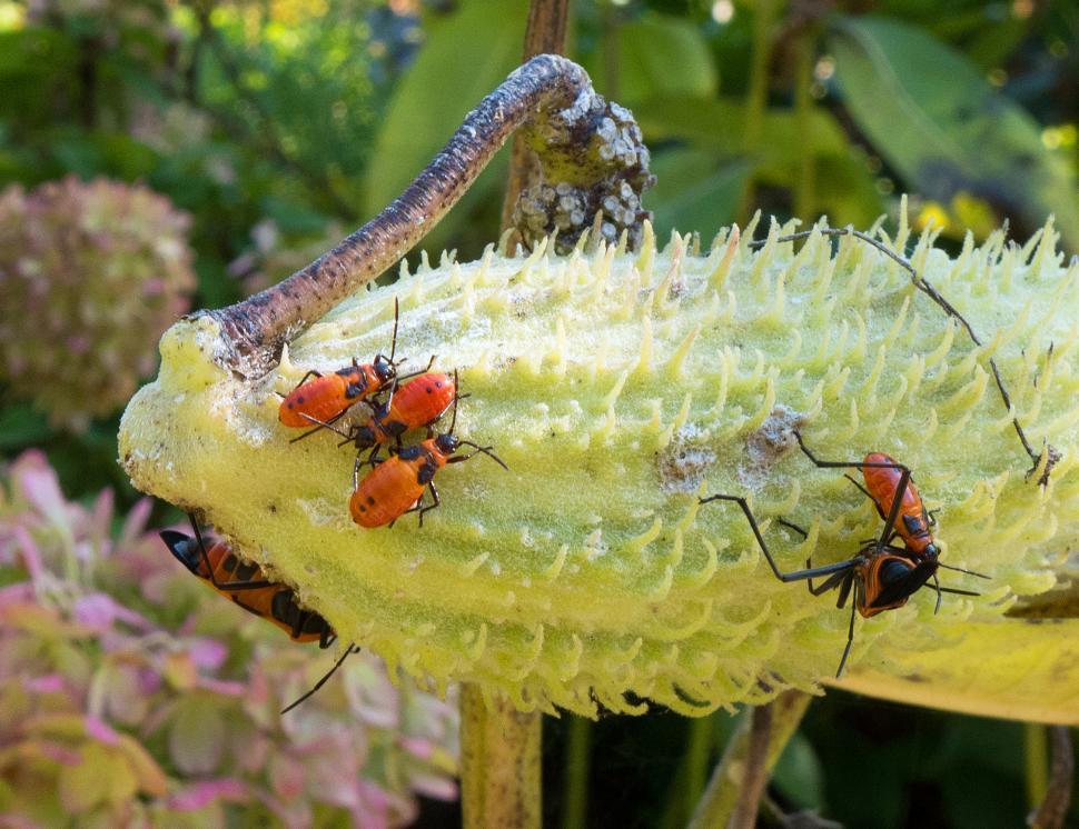Free Image of Milkweed Beetles 