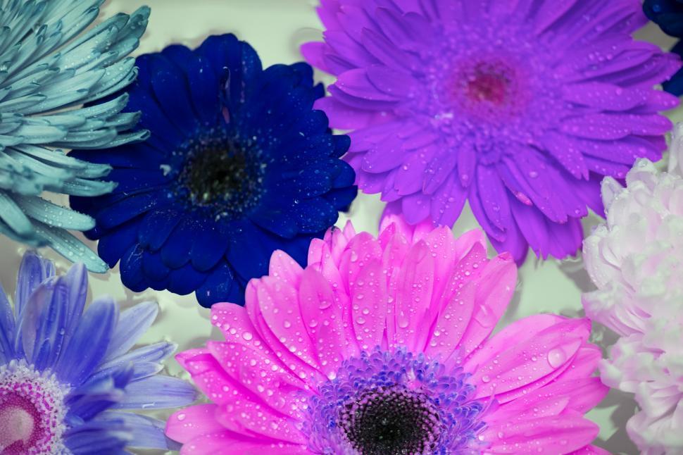 Free Image of Close up of Daisy flowers 