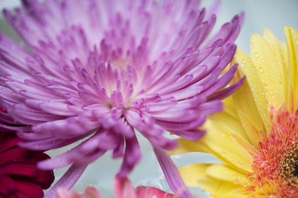 Free Image of Chrysanthemum and daisy flowers 
