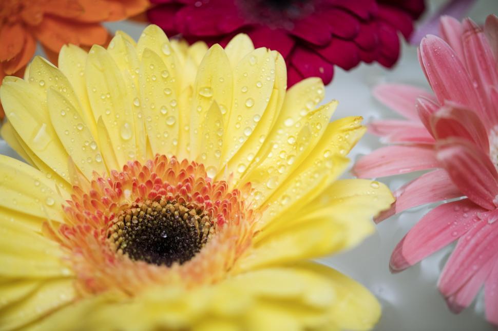Free Image of Close up of daisy flowers 