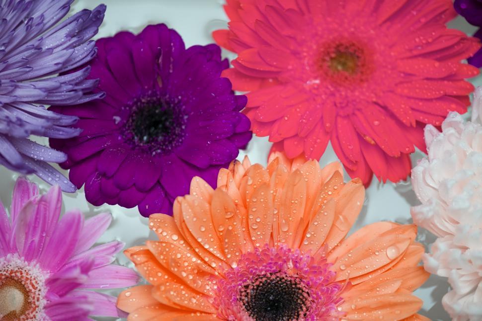 Free Image of Close up of daisy and chrysanthemum flowers 