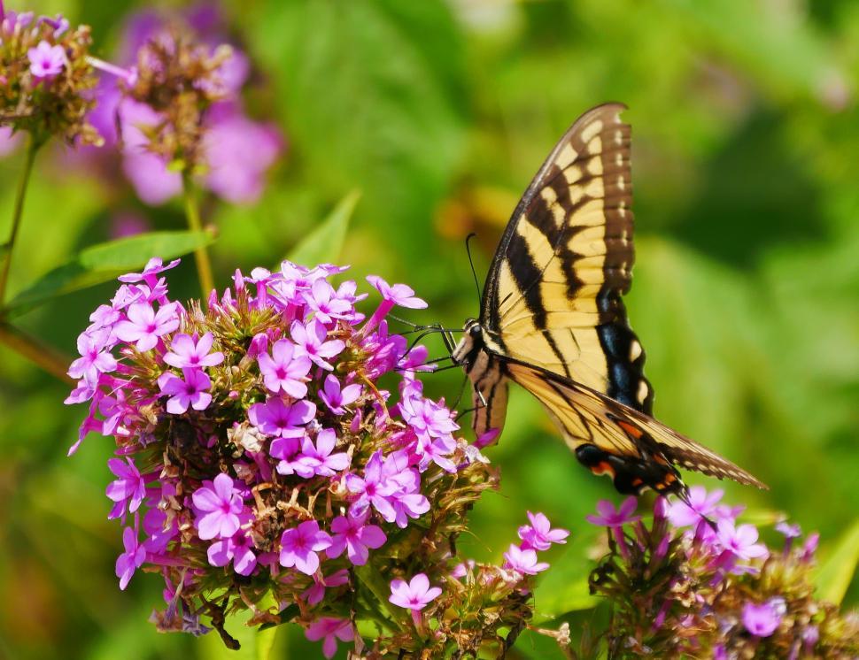 Free Image of Swallowtail Butterfly On Feeding on Pink Verbena Flower 