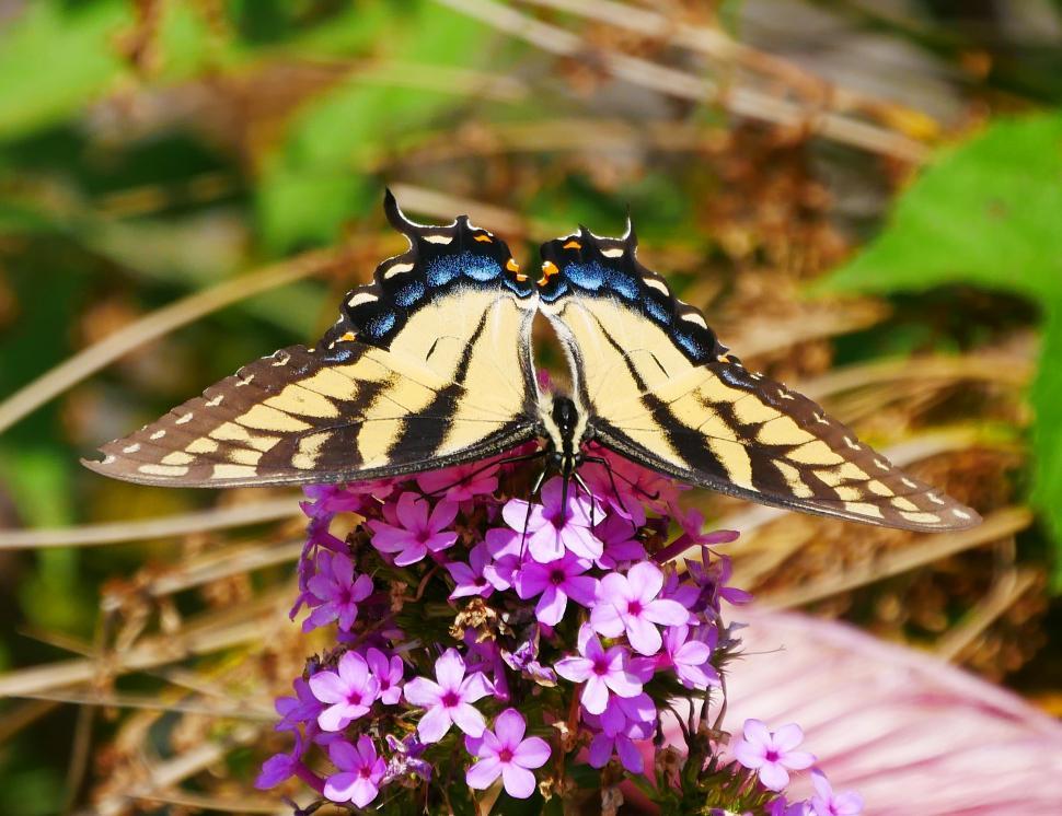 Free Image of Common Yellow Swallowtail Butterfly Feeding 