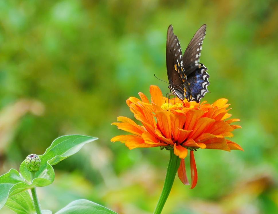 Free Image of American Swallowtail on a Zinnia Flower 