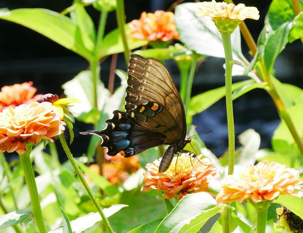 Free Image of Black Swallowtail Butterfly Lands on Zinnias 